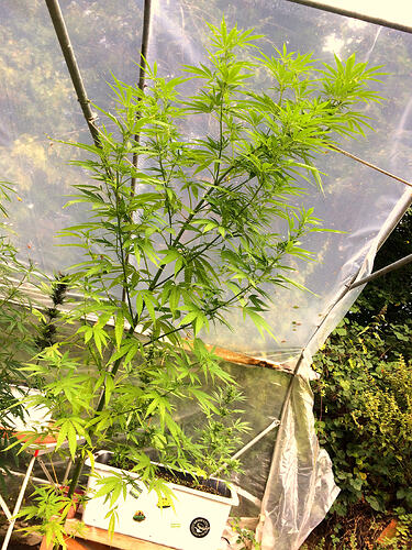 Grow26090604
