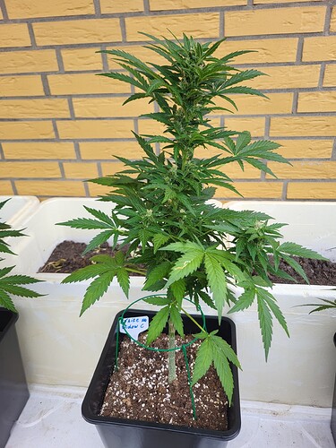 Growreport Bild 12