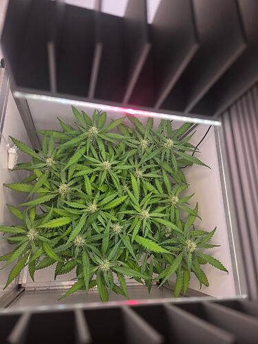 Draufsicht auf eine Cannabis-Pflanze in der frühen Blütephase unter einer LED-Lampe in einer Growbox.