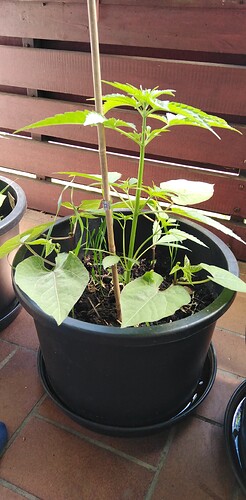 Growreport Bild 4