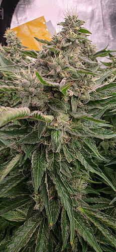 Growreport Bild 69