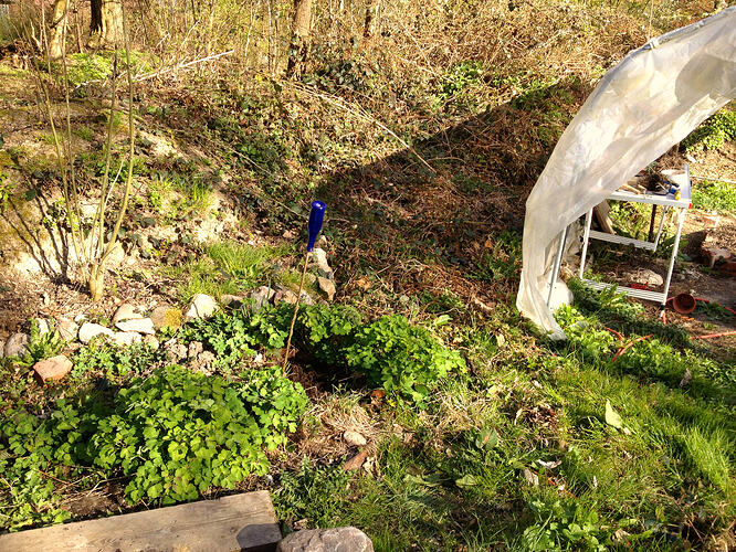 Grow26_0410_sibirien1