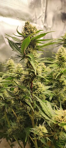 Growreport Bild 30