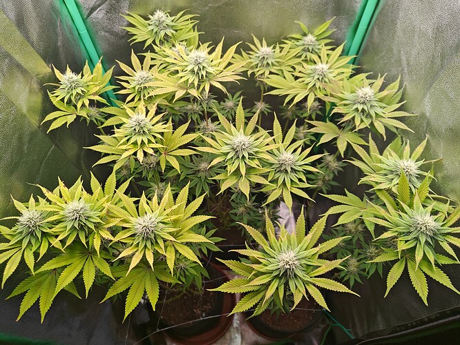 Growreport Bild 5
