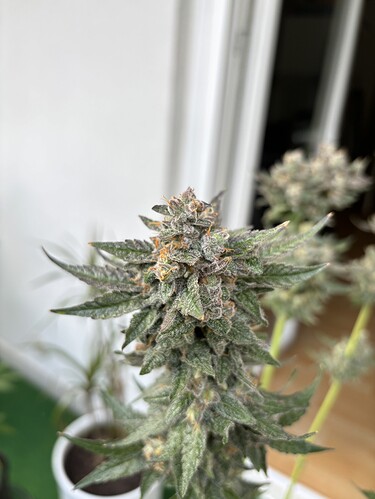 Growreport Bild 28