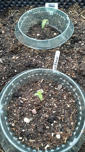 Growreport Bild 5