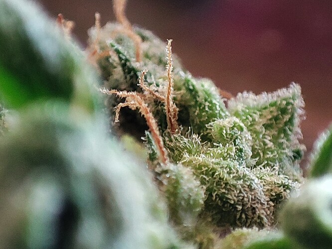 Growreport Bild 42