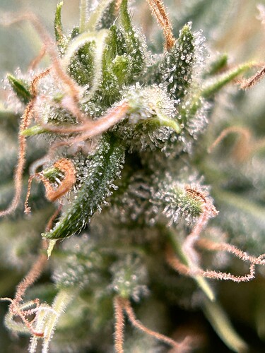 Growreport Bild 9