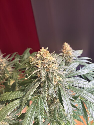 Growreport Bild 10