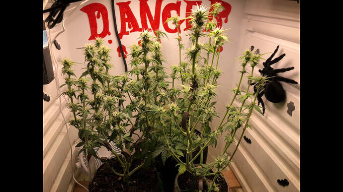 Growreport Bild 53