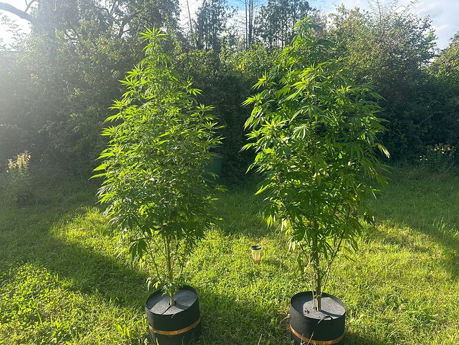 Growreport Bild 31