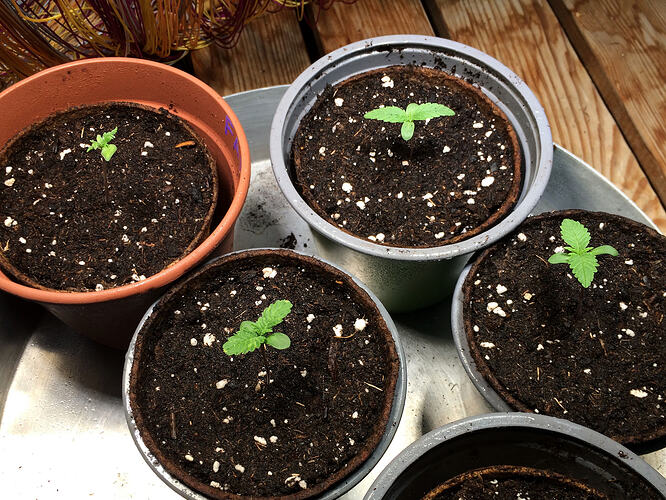 Grow26071208