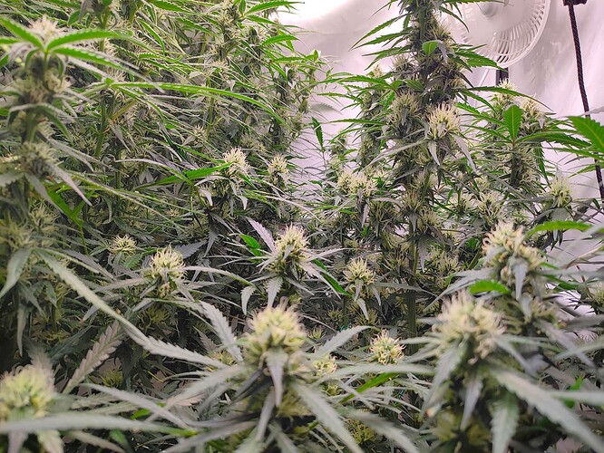 Growreport Bild 16