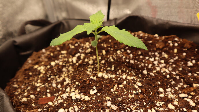 Growreport Bild 3