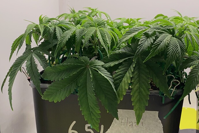 Growreport Bild 1