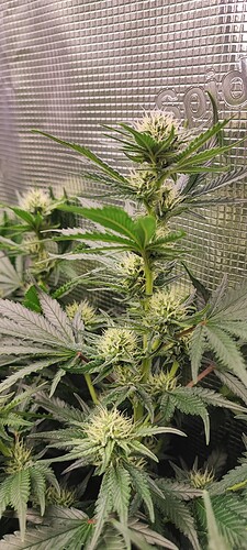 Growreport Bild 6