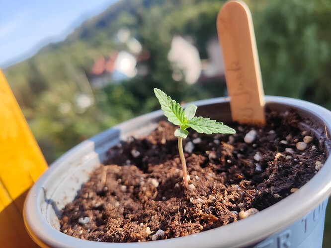 17234784423731672121306710797353