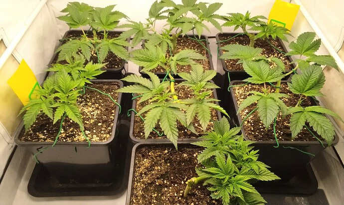 original_9c95cce9-36f0-4b95-9381-9c1c8a3d439e_IMG_20251015_164338