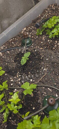 Growreport Bild 5