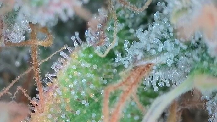Growreport Bild 15
