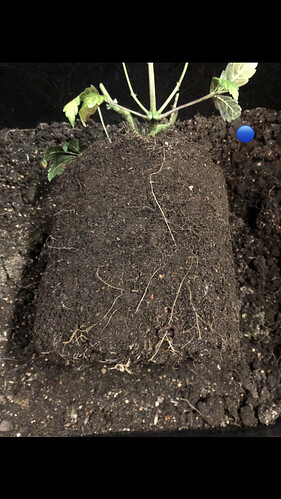 Growreport Bild 27