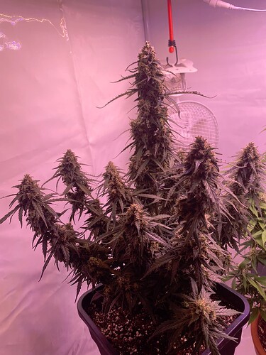 Growreport Bild 24