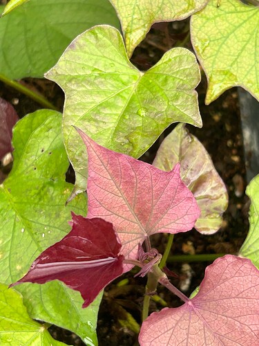 Growreport Bild 4