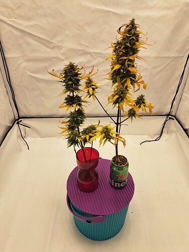 Growreport Bild 1