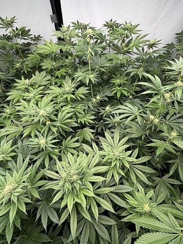 Growreport Bild 14