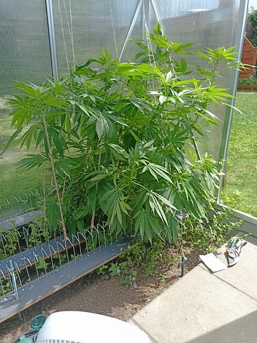 Growreport Bild 7