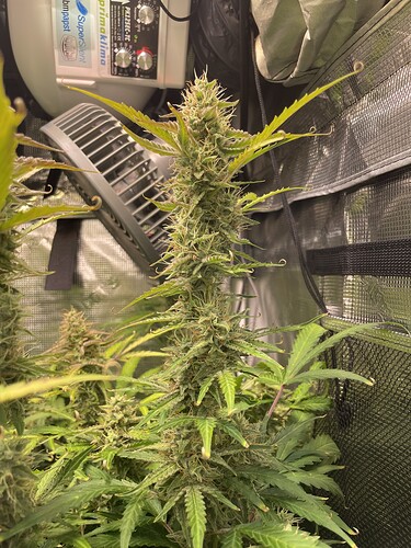 Growreport Bild 5