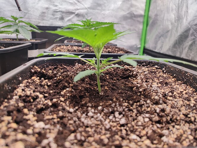 Growreport Bild 3