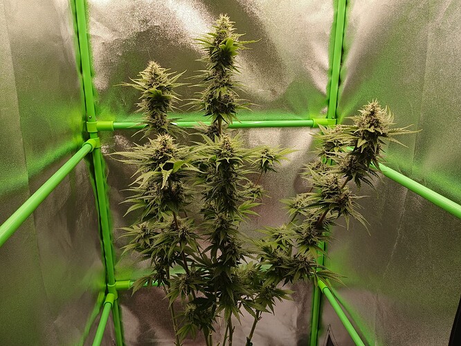 Growreport Bild 3