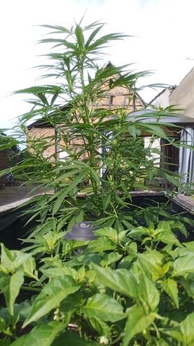 Growreport Bild 2