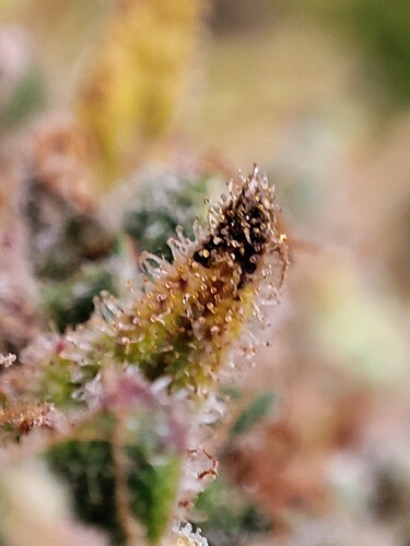 Growreport Bild 106