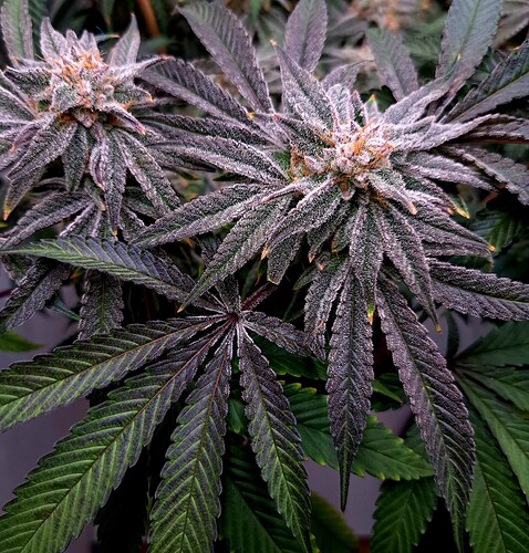 Growreport Bild 26