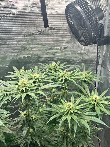 Growreport Bild 32