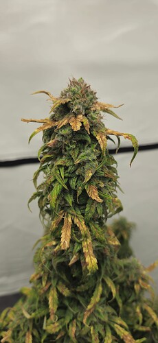 Growreport Bild 16