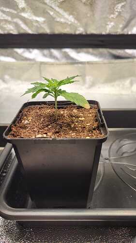 Growreport Bild 11