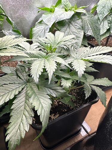 Growreport Bild 9