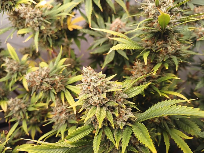 Growreport Bild 21