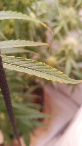 Growreport Bild 10