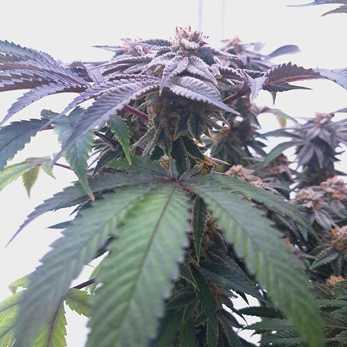 Growreport Bild 36