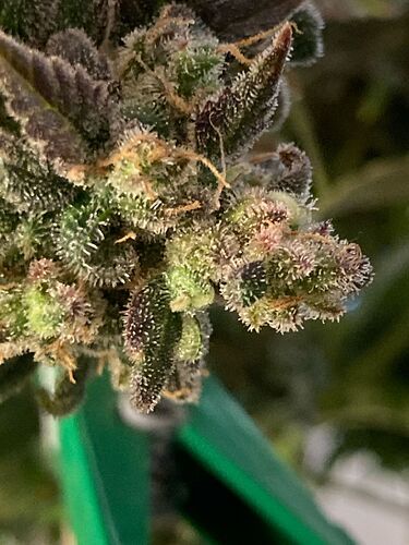 Growreport Bild 3