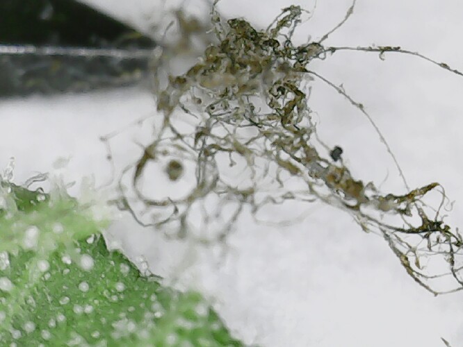 Growreport Bild 14