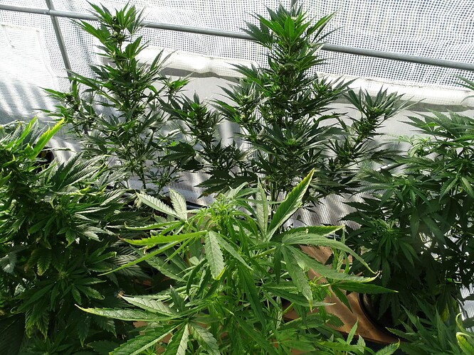 Growreport Bild 14