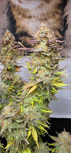 Growreport Bild 28