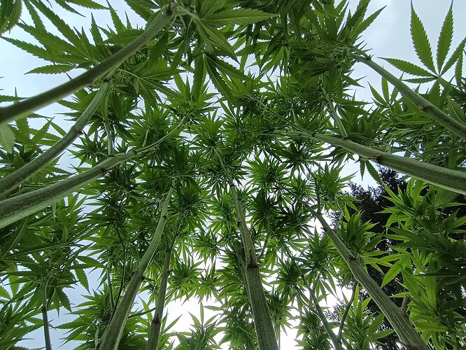 burger kush ev.