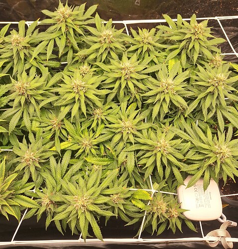 Growreport Bild 2