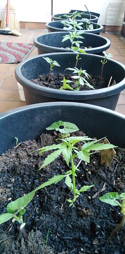 Growreport Bild 6